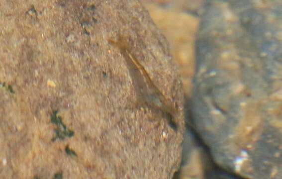 Sivun <i>Neocaridina davidi</i> kuva