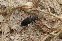 Plancia ëd Cicindela (Cicindelidia) punctulata punctulata A. G. Olivier 1790