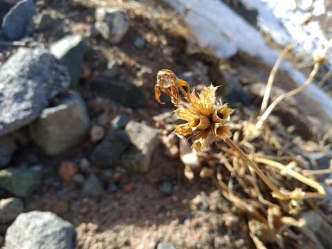 صورة Phlomoides oreophila (Kar. & Kir.) Adylov, Kamelin & Makhm.