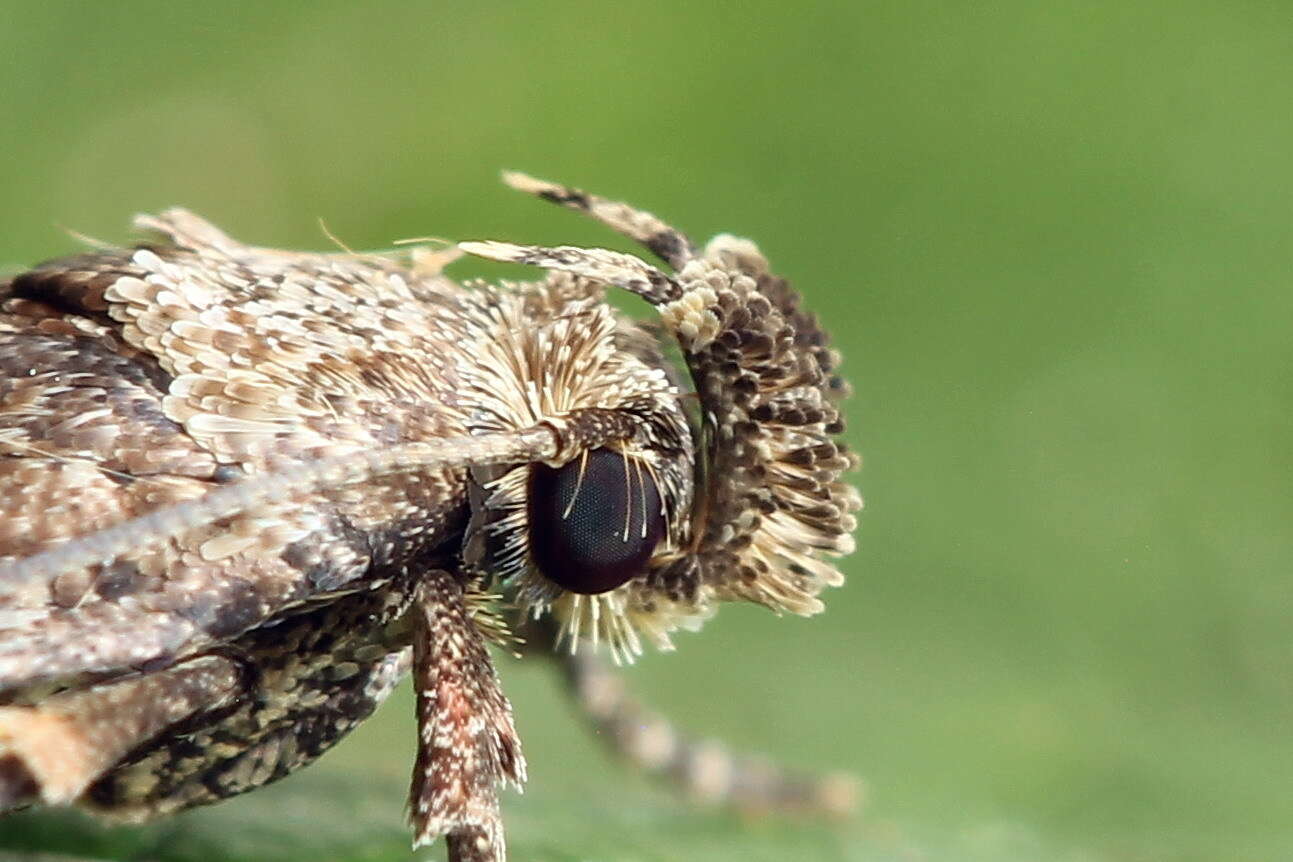 Image of Depressaria badiella Hübner 1801