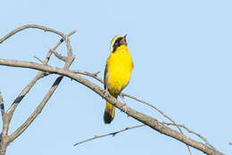 Image of Altamira Yellowthroat