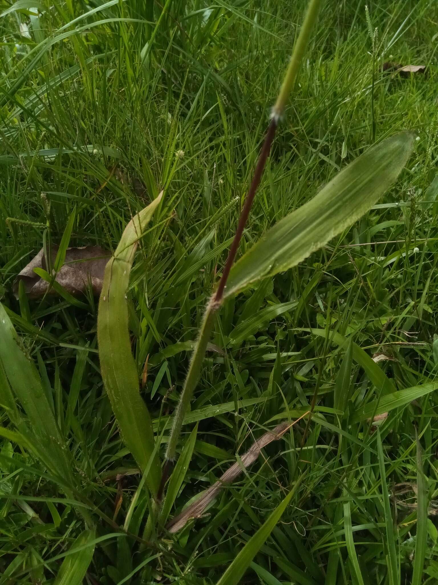 Image de Paspalum paniculatum L.