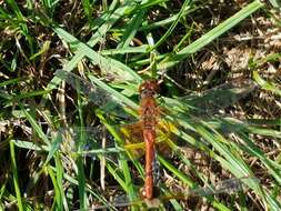 Image of Yellow-winged Darter