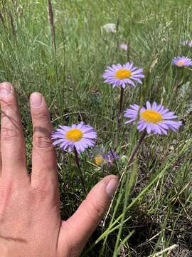 Image of Parry's Townsend daisy