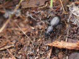 Image of Omus californicus Eschscholtz 1829