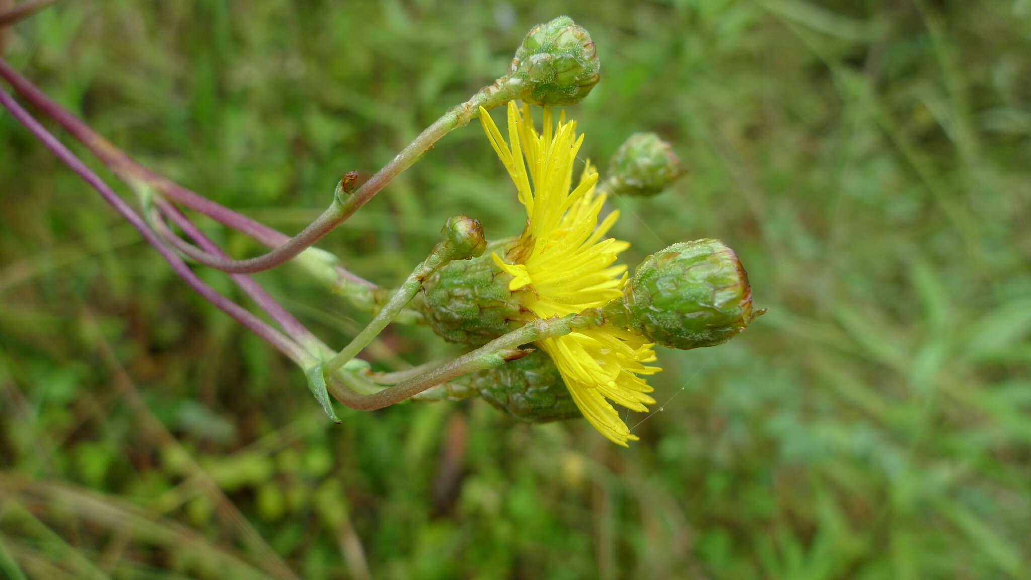 Слика од Podolepis hieracioides F. Müll.