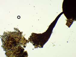 Image of Barbeyella minutissima