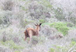 Image of Black Springbok