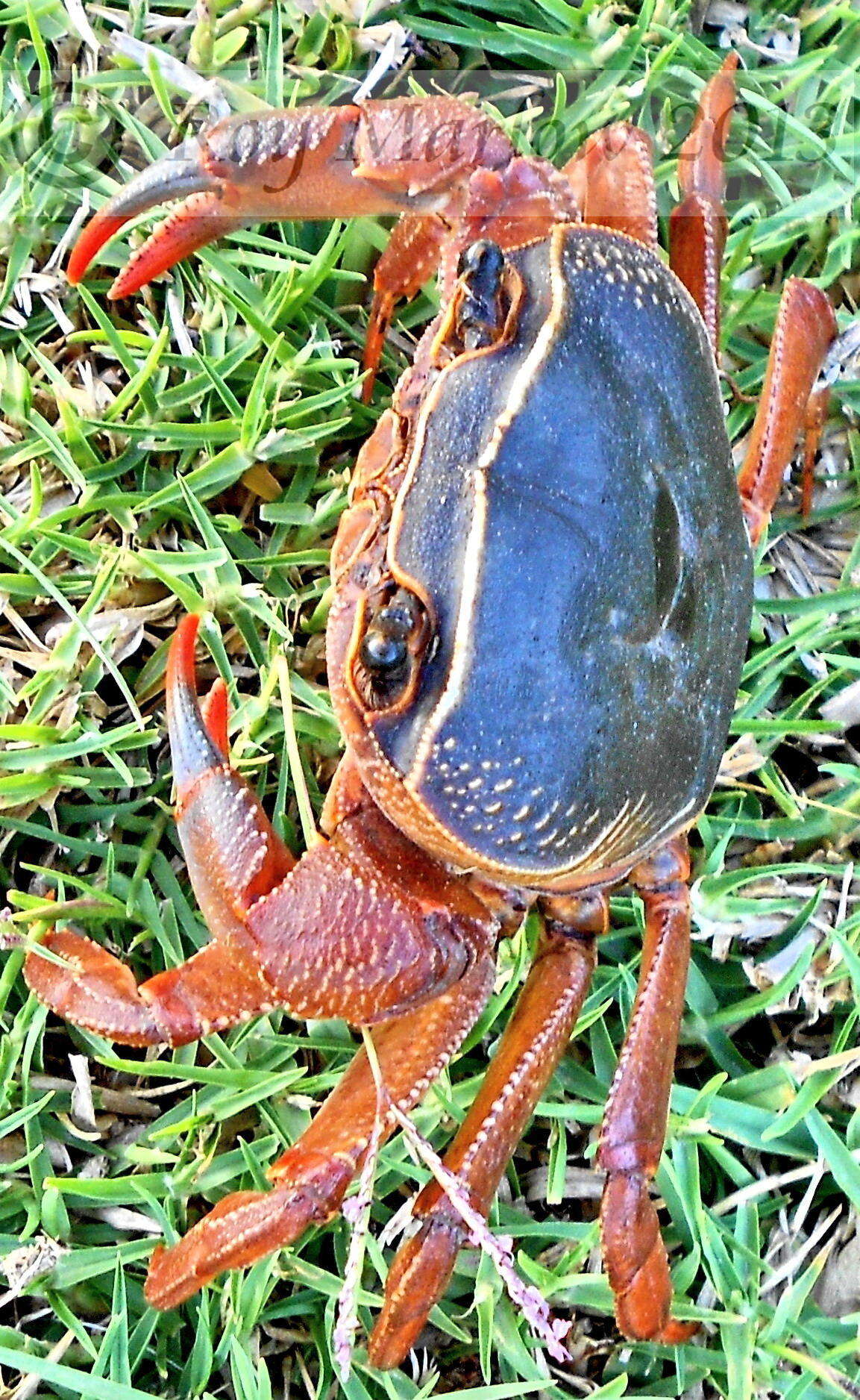 Image of Natal River Crab