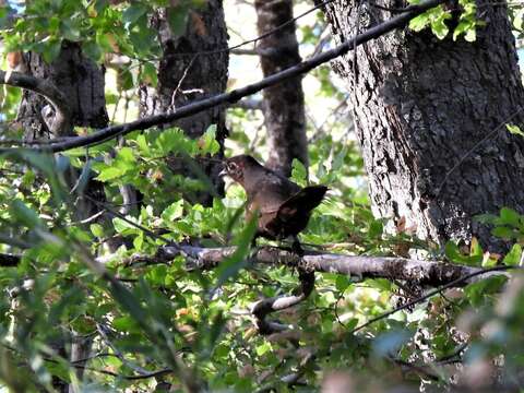 Image of Chestnut-throated Huet-huet