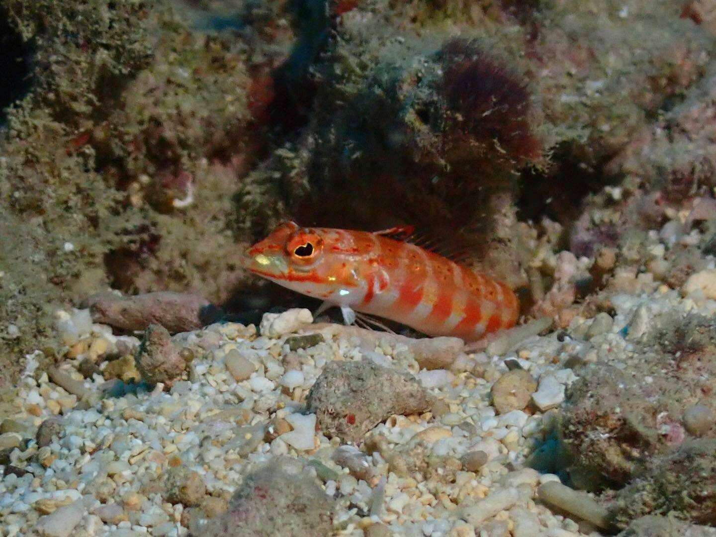 Image of Parapercis schauinslandi