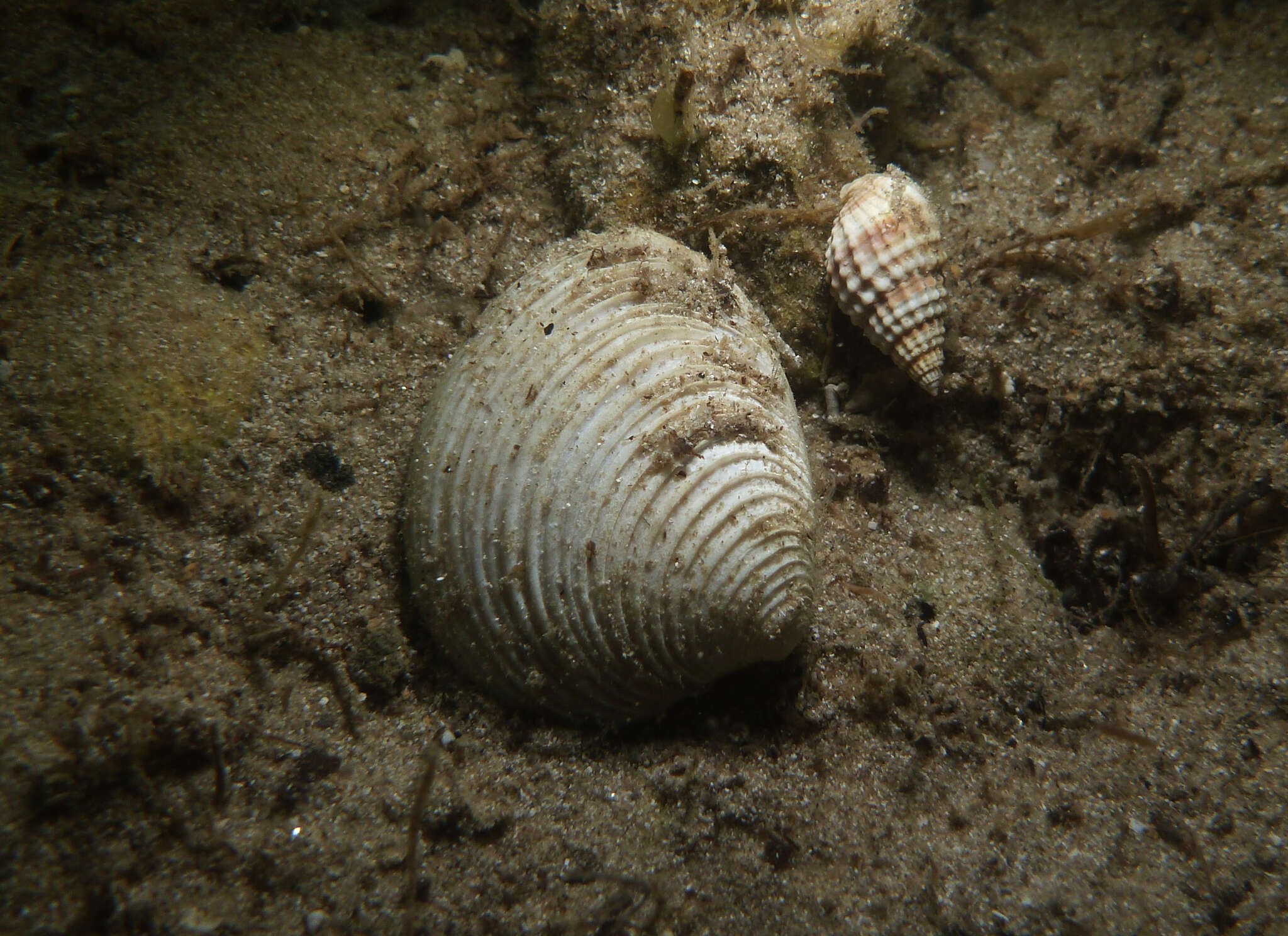 Katelysia scalarina (Lamarck 1818) resmi