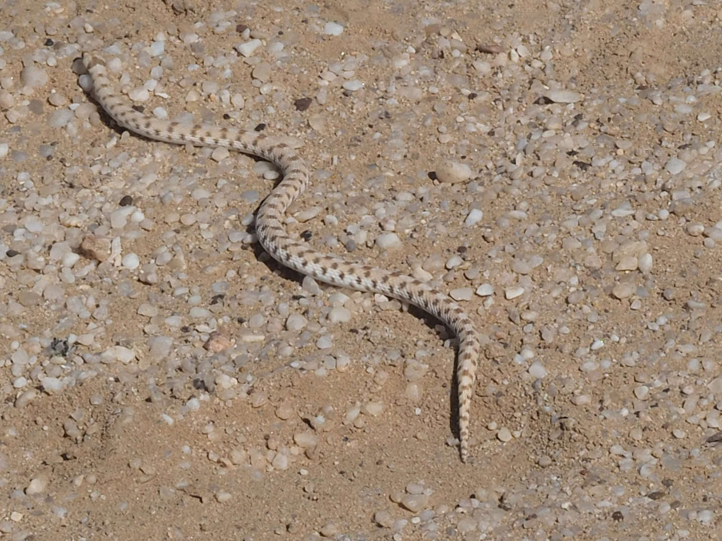 Image of Dwarf Beaked Snake