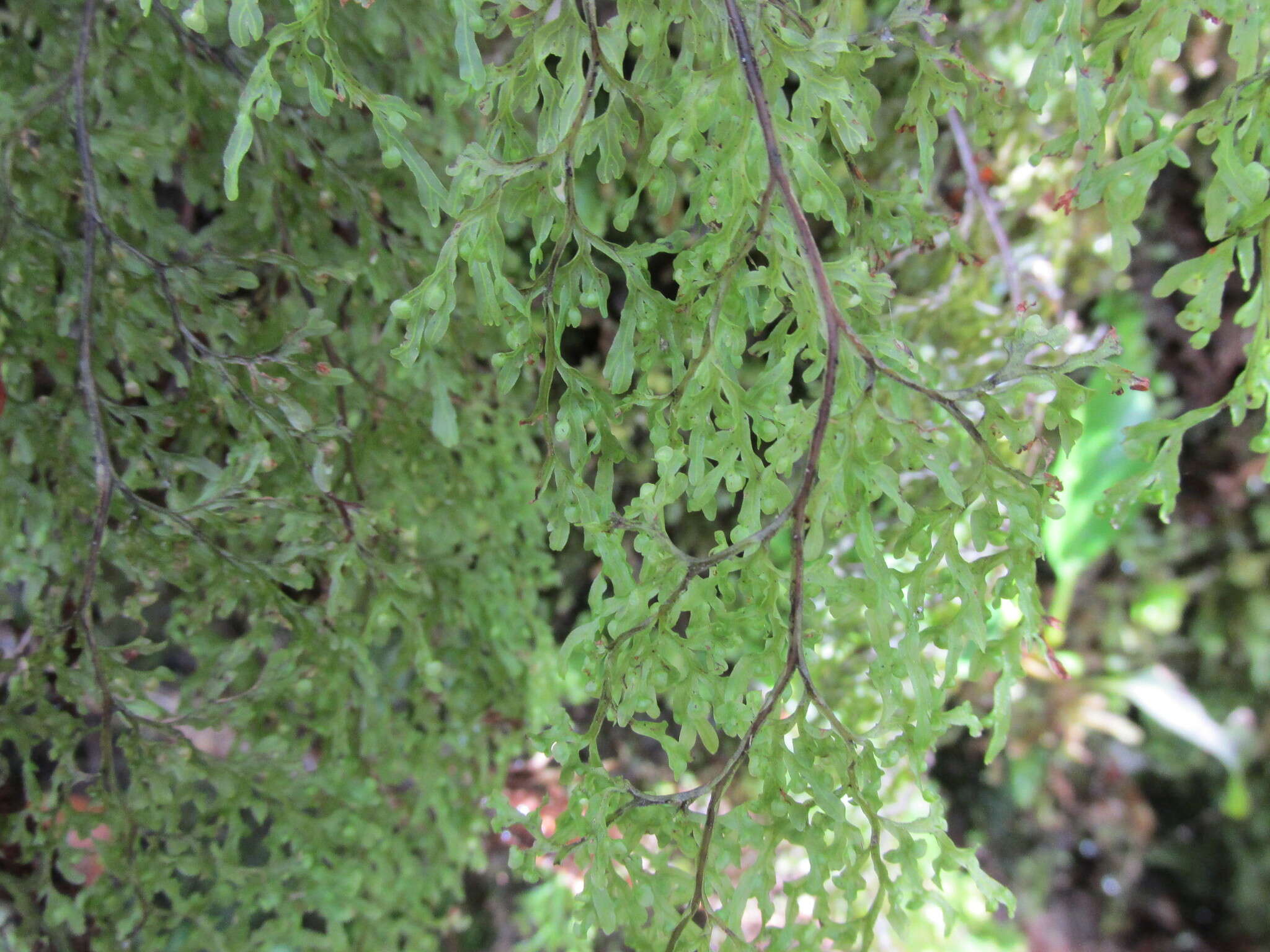 Image de Hymenophyllum pulcherrimum Col.