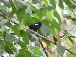 Image of White-shouldered Tanager