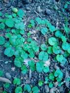 Imagem de Dichondra microcalyx (Hall. fil.) Fabris