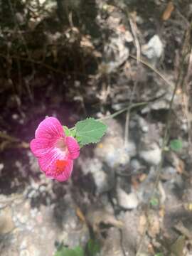 صورة <i>Hibiscus lavateroides</i>