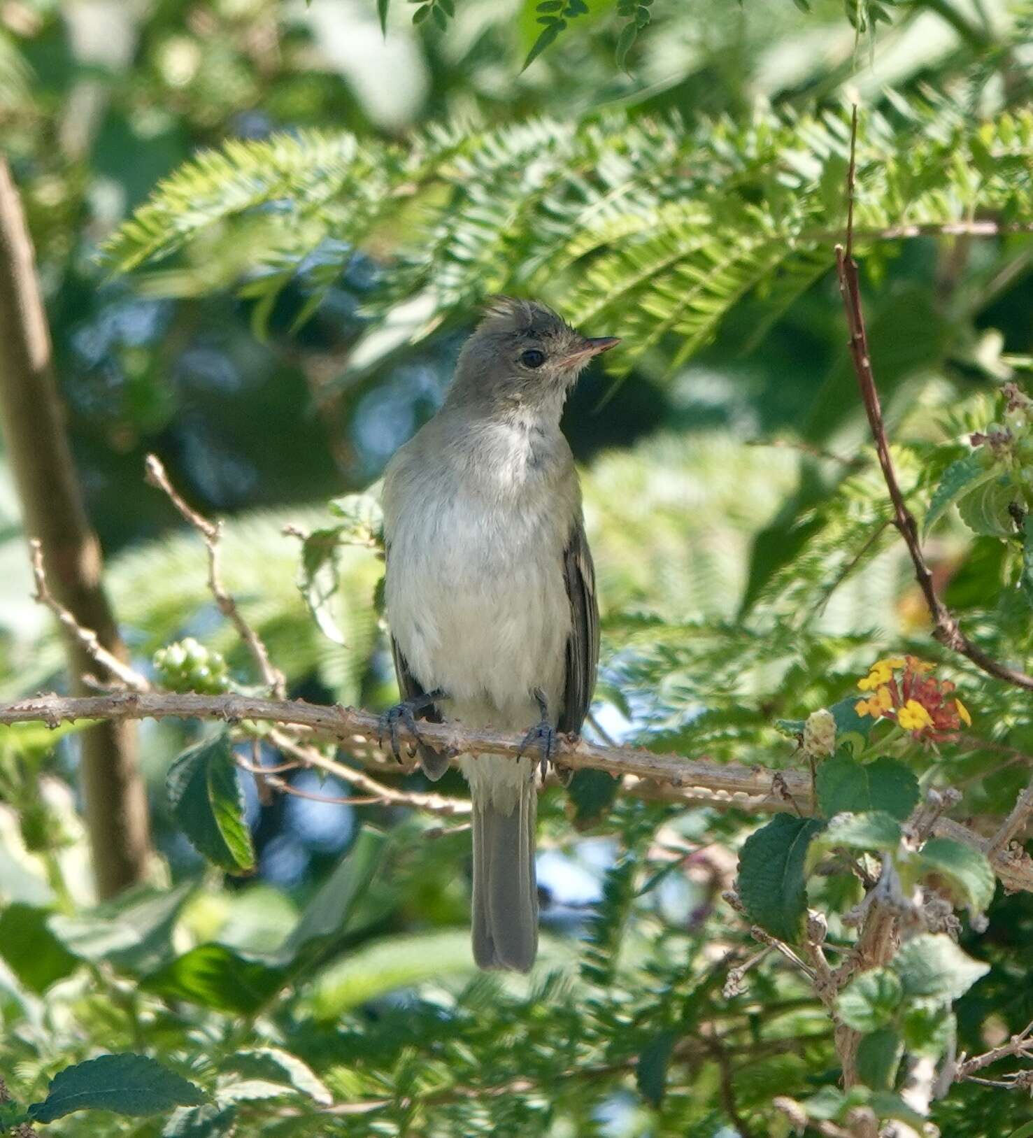 Image of Elaenia albiceps modesta Tschudi 1844