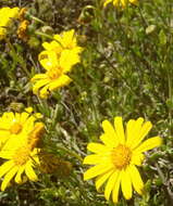 Plancia ëd Osteospermum sinuatum var. sinuatum