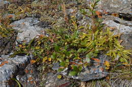 Image of Salix alatavica Kar. & Kir. ex Stschegl.