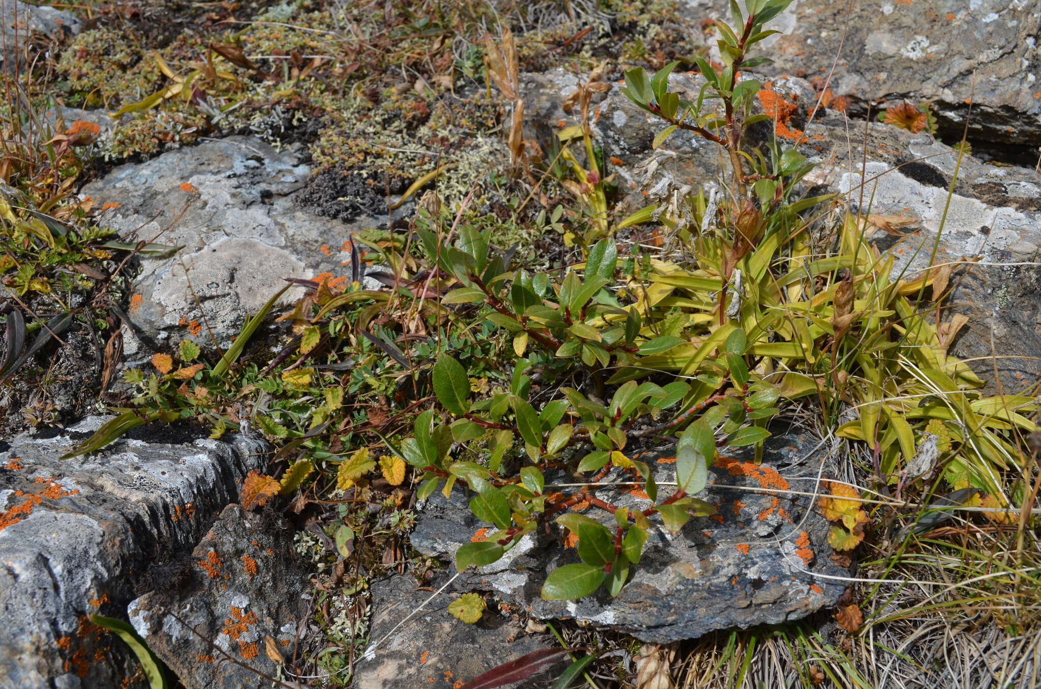 Image of Salix alatavica Kar. & Kir. ex Stschegl.
