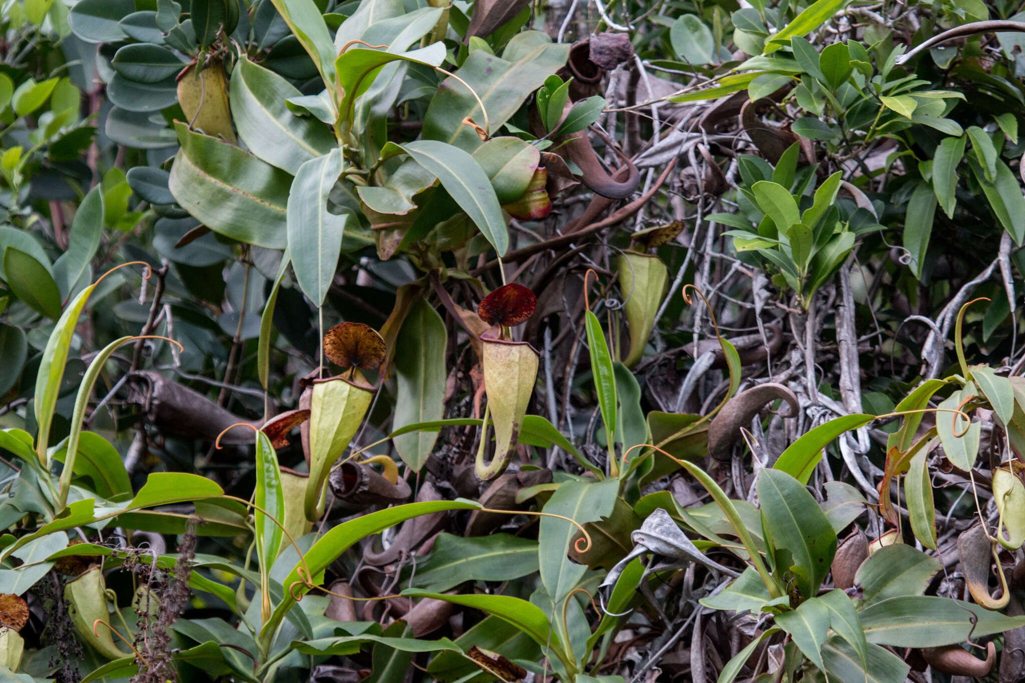 Imagem de Nepenthes treubiana Warb.