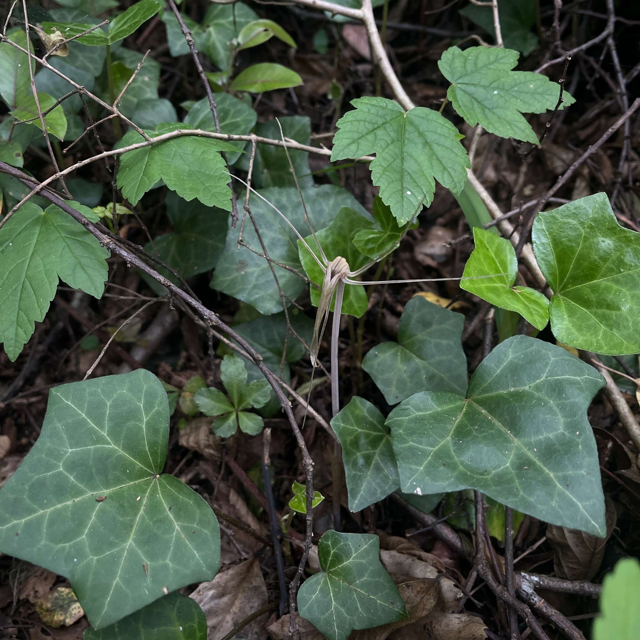 Image of Arachnitis uniflora Phil.