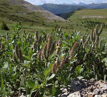 Image of Barratt's Willow