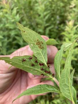 Image of Red Goldenrod Aphid