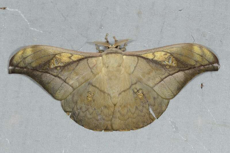 Image of Antheraea rosieri (Toxopeus 1940)