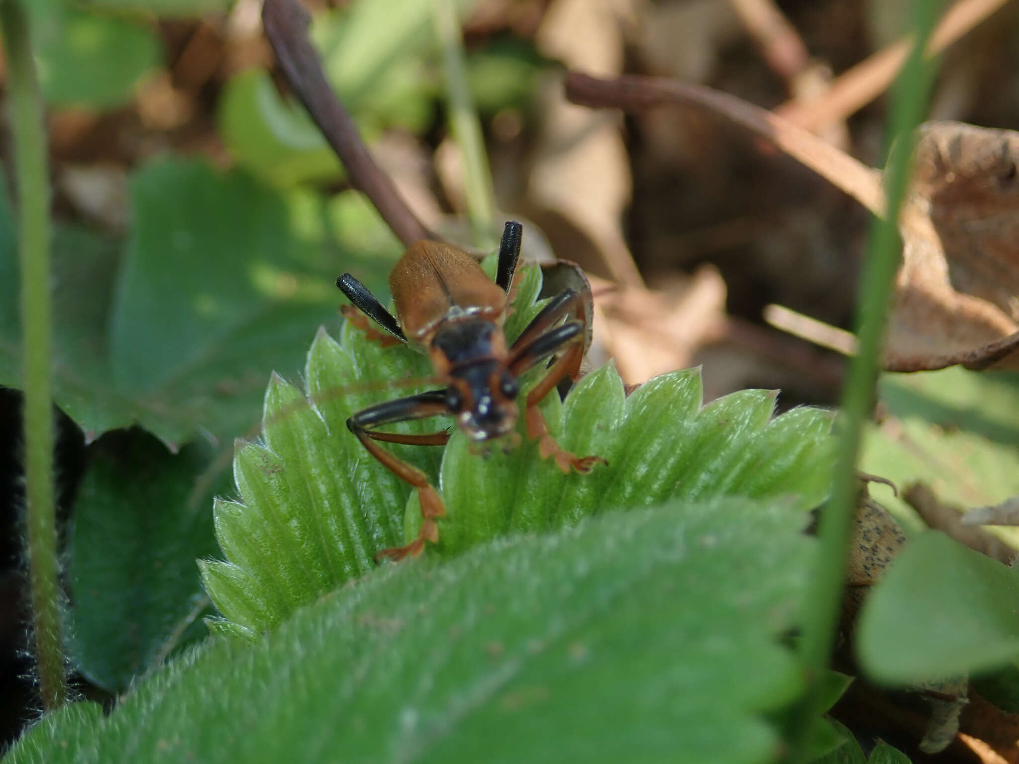 Imagem de <i>Lycocerus suturellus</i>