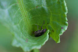 Image of Polydrusus (Scythodrusus) inustus Germar 1824