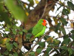 Image of Red-headed Lovebird