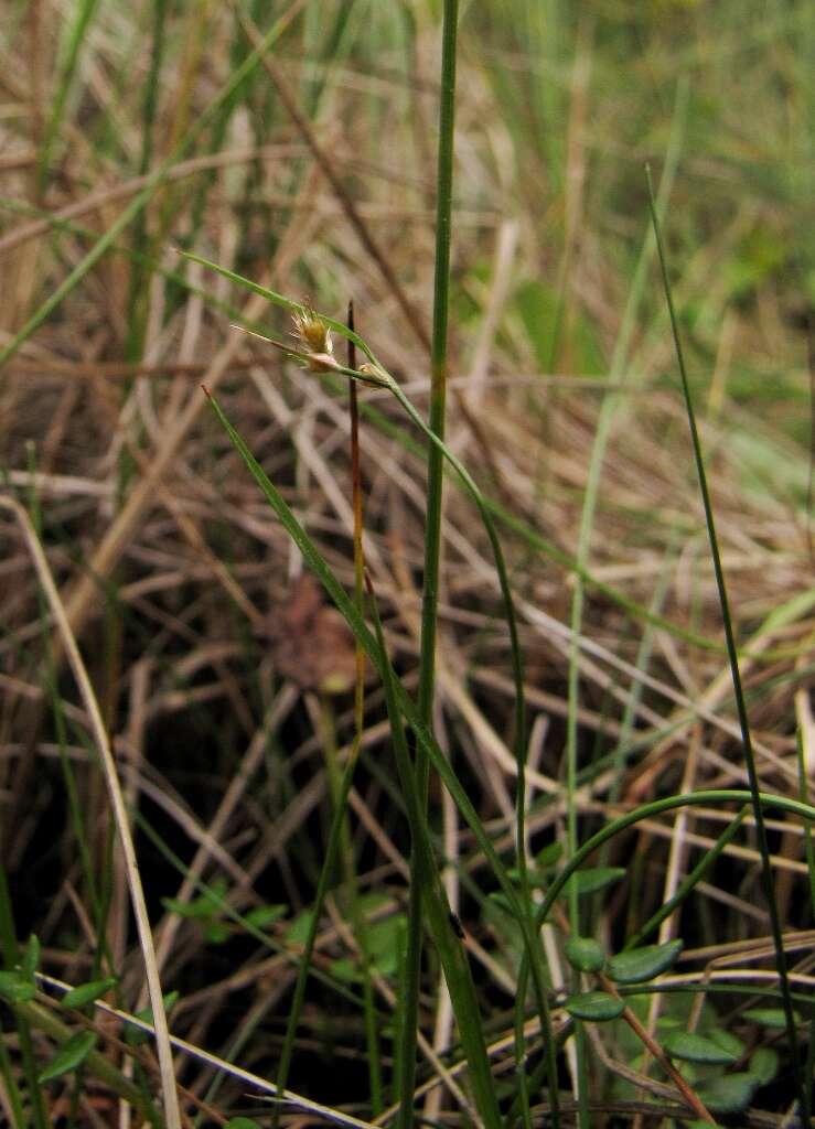 Image of Rufous Wood-Rush