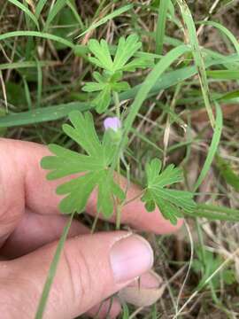 Image of Solander's geranium