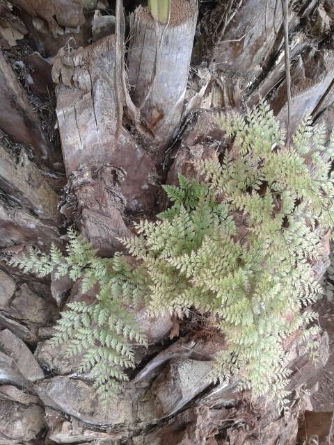 Image of hare's-foot fern