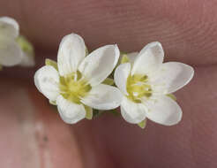 Image de Sabulina californica (A. Gray) Dillenb. & Kadereit