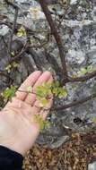 Image of Hippocrepis emerus subsp. emeroides (Boiss. & Spruner) Lassen