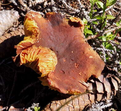 Image of Golden-gilled bolete