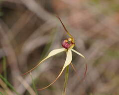 Image of Red-lipped spider orchid