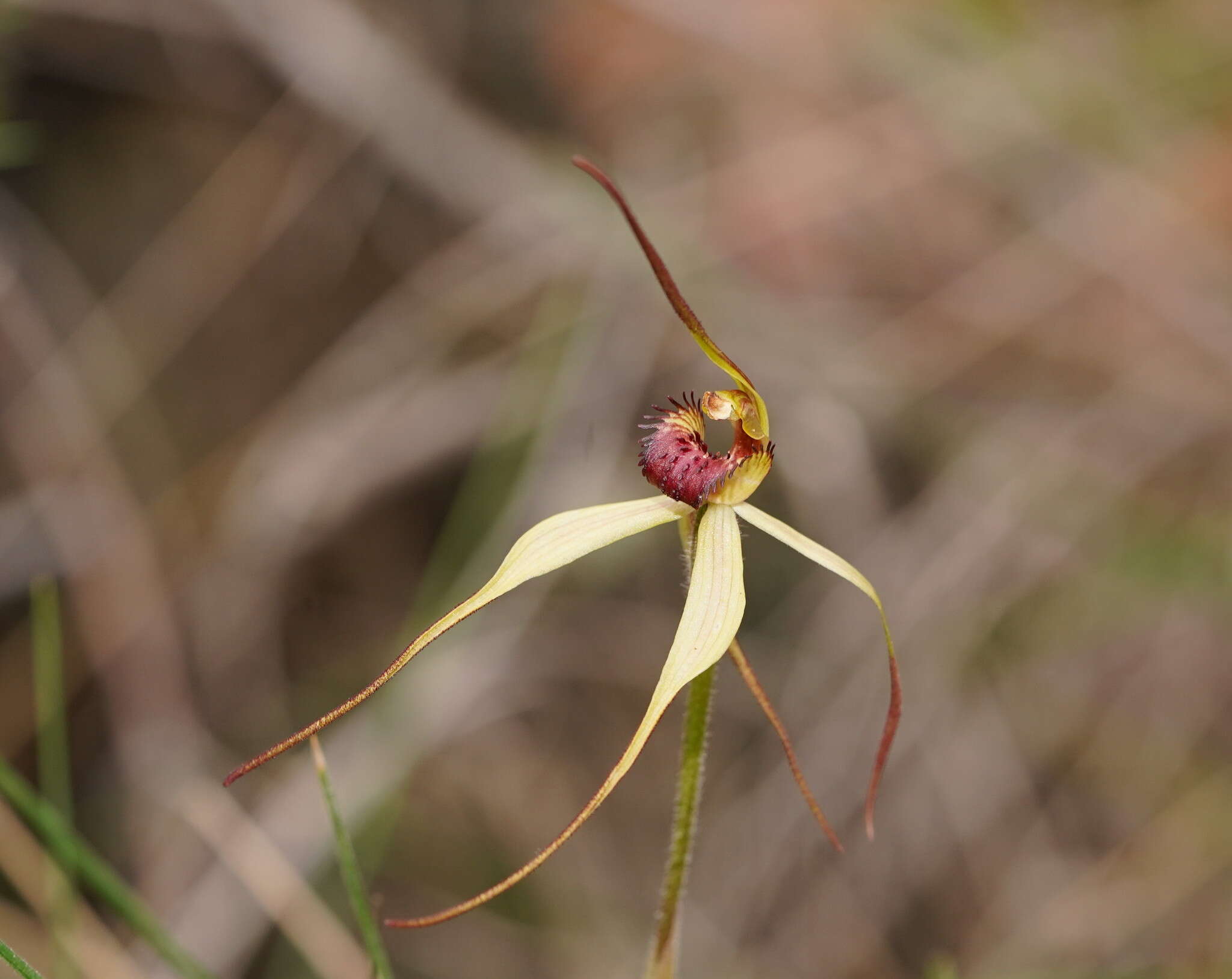 Image of Red-lipped spider orchid