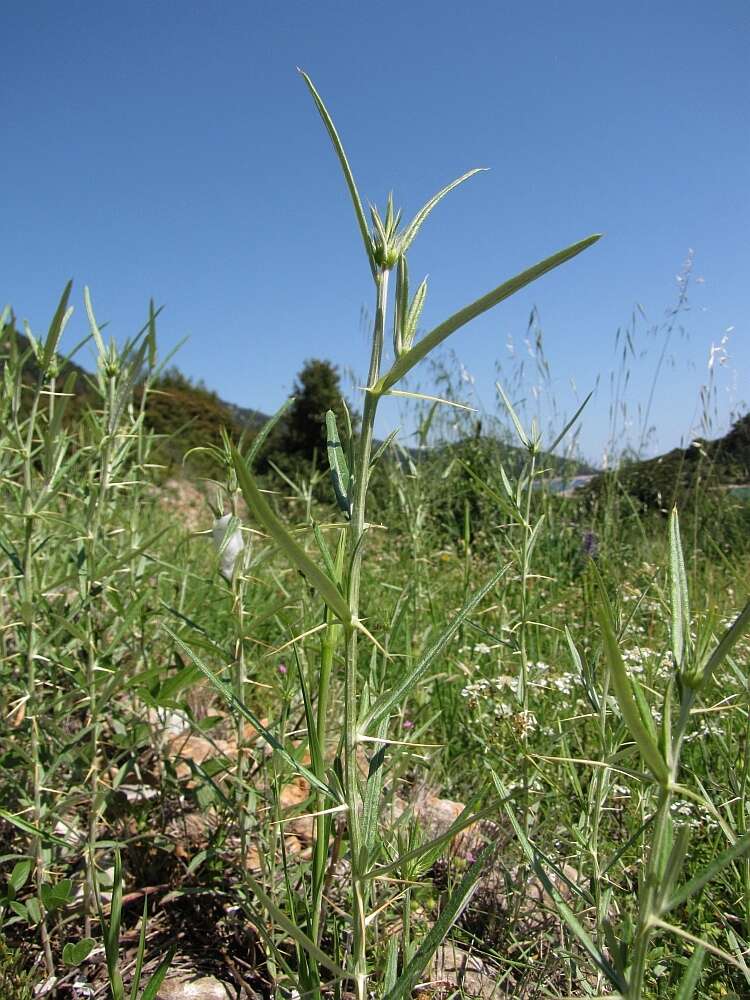 Image de Ptilostemon stellatus (L.) W. Greuter