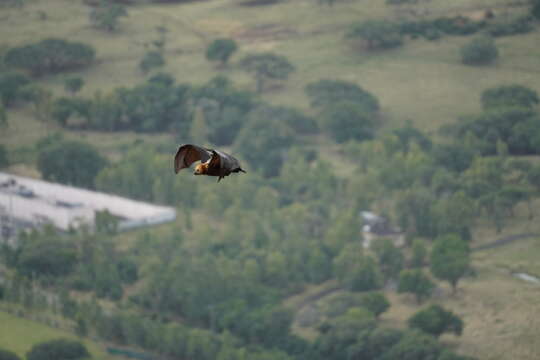 Image of Greater Mascarene Flying Fox