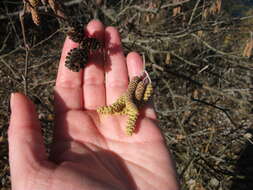 Plancia ëd Alnus serrulata (Aiton) Willd.