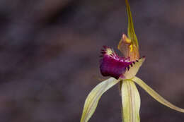 Image of Robust spider orchid