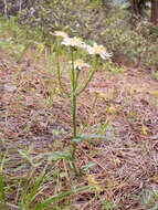 Image of paleyellow ragwort