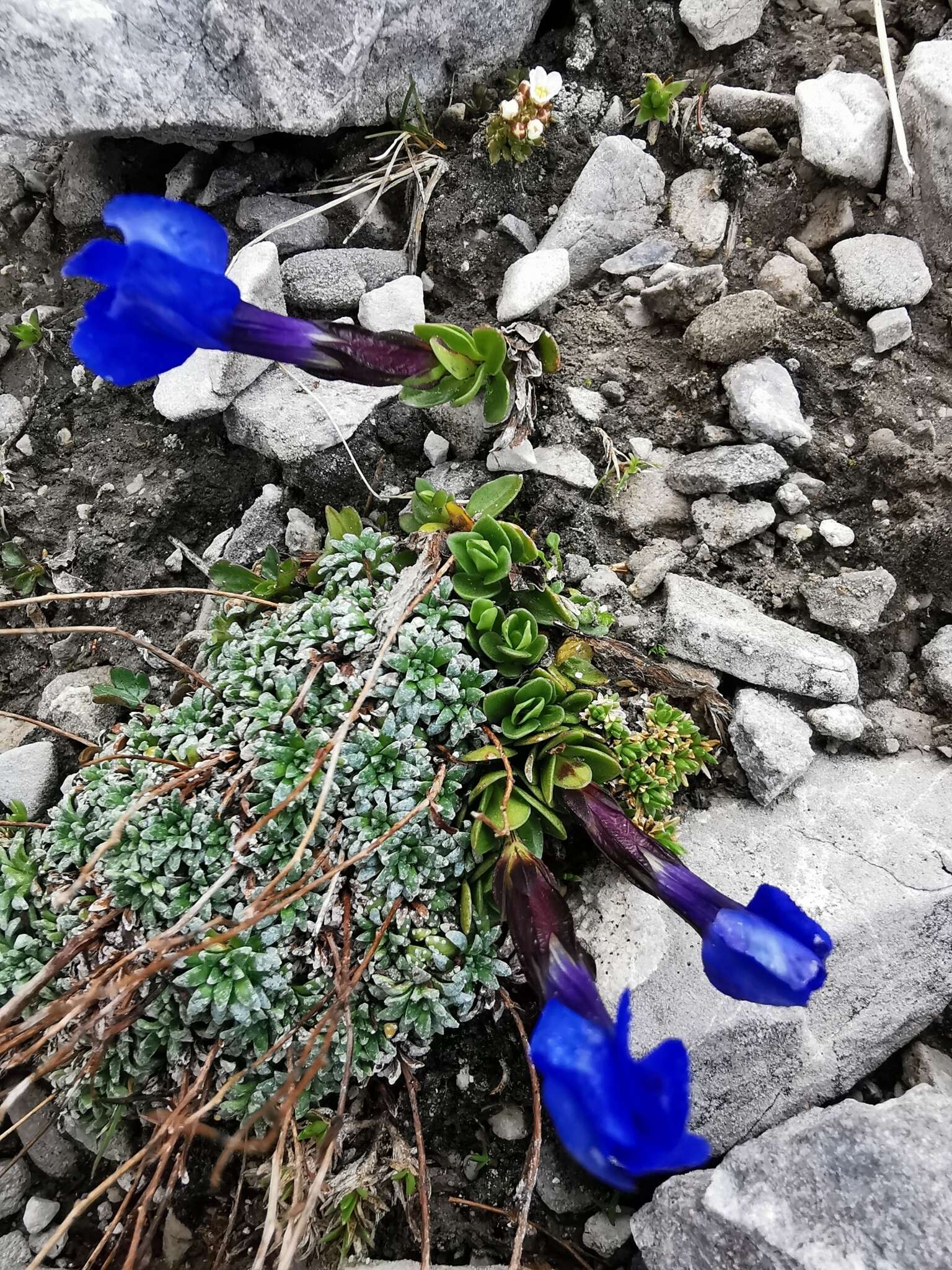 Image of Gentiana brachyphylla subsp. favratii (Rittener) Tutin