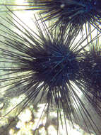 Image of Banded diadem urchin