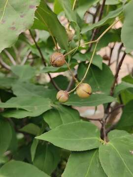 Image of Euonymus oxyphyllus Miq.