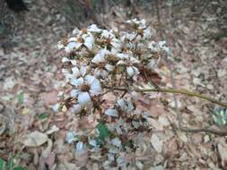 Image of <i>Rumfordia <i>floribunda</i></i> var. floribunda